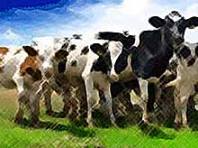 
Россия в 2017 году ввезла почти 60 тыс. голов молочного скота
