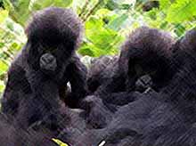  Как горилла ухаживает за  детенышами-близнецами
(видео)
