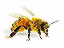 Как человеку избежать слабоумия в старости, могут подсказать пчелы