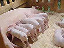 В Калининской открывается генетический центр по выращиванию племенных свиней.