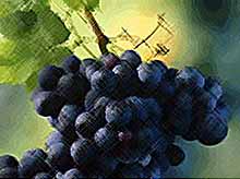Чем полезен темный виноград?