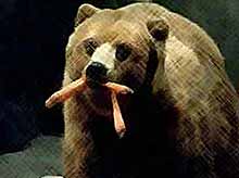 На Кубани появился необычный медведь