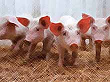 
На Кубани уничтожат более 16 тыс. свиней  из-за АЧС
