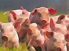В Краснодарском крае нашли способ защитить свиней от вируса АЧС.