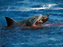 Акула в Приморье вновь напала на человека.
(видео)