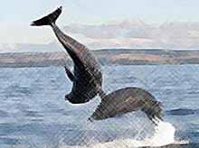 В Краснодарском крае  задержали черных торговцев дельфинами
