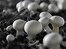 В Краснодаре появится крупное предприятие по производству грибов
