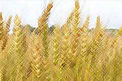 В России собран рекордный урожай зерна, а цены на экспортное зерно резко выросли. 