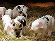 На Кубани поголовье свиней в личных хозяйствах сократилось в 250 раз
