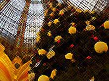 Самая дорогая елка в мире 