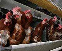 По производству мяса птицы Кубань занимает вторую позицию в России
