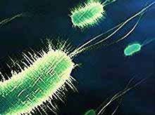 Выведен вид бактерий, вырабатывающих бензин из целлюлозы