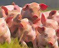 На Кубани сняли карантин против чумы свиней
(видео)
