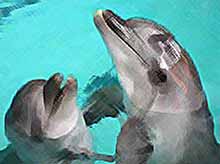 Дельфины знают о смерти...
(фото)