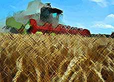 
Россия станет мировым лидером по торговле зерном
