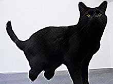 Первый в мире кот с бионическими протезами (ФОТО, ВИДЕО)