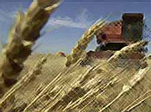 Цены на зерно в мире резко упали .