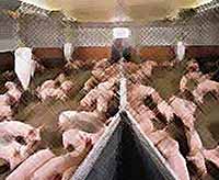 На Кубани меняются условия ведения свиного бизнеса 