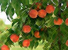 Уход за персиковым деревом: секреты и советы

