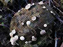 Вырос тайный экологически чистый гриб от инфекций