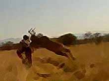 Курьезный случай в пустыне :  велосипедиста сбила антилопа 
(видео)