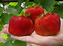 Как получить отменный урожай ягод, а также уберечь их от вредителей и болезней
