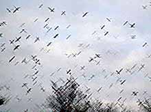 На американцев обрушился дождь из черных дроздов 