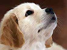 Ученые выяснили , что собаки умеют разговаривать