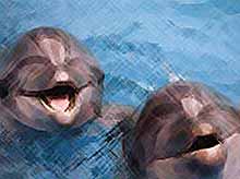Дайверы смогут общаться с дикими дельфинами