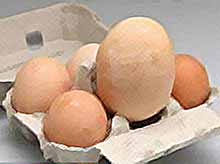 Курица на Кубани  снесла  огромное яйцо для Книги рекордов Гиннесса
(видео)