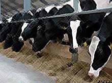 В Динской появится семейная молочная ферма .