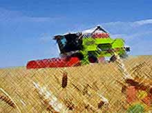 На Кубани  общий урожай зерновых впервые превысит 11 млн. тонн.