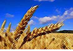 В России урожай зерна в этом году может достичь 131,5 млн тонн