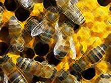 В мире вымирают пчелы, к чему это может привести?