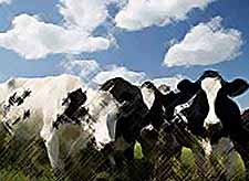 
На Кубани содержится 212 тысяч фуражных коров
