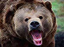 На Камчатке медведи нападают на людей 
(видео)