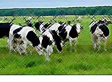 На Кубани отмечается рост мяса и молока до уровня 1990 года