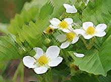 На Кубани зимой цветут .......