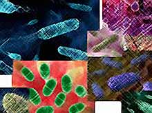 Какие бактерии и сколько, живут в теле человека?