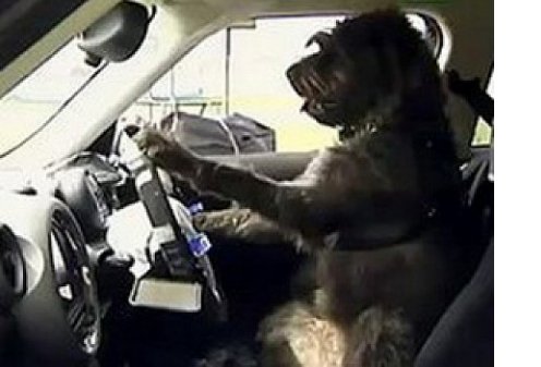 Новозеландские псы сдали экзамен по вождению